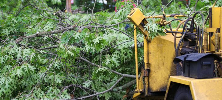A yellow equipment with a large pile of tree branches in its bed. The branches are long and thick and some leaves are still on them.