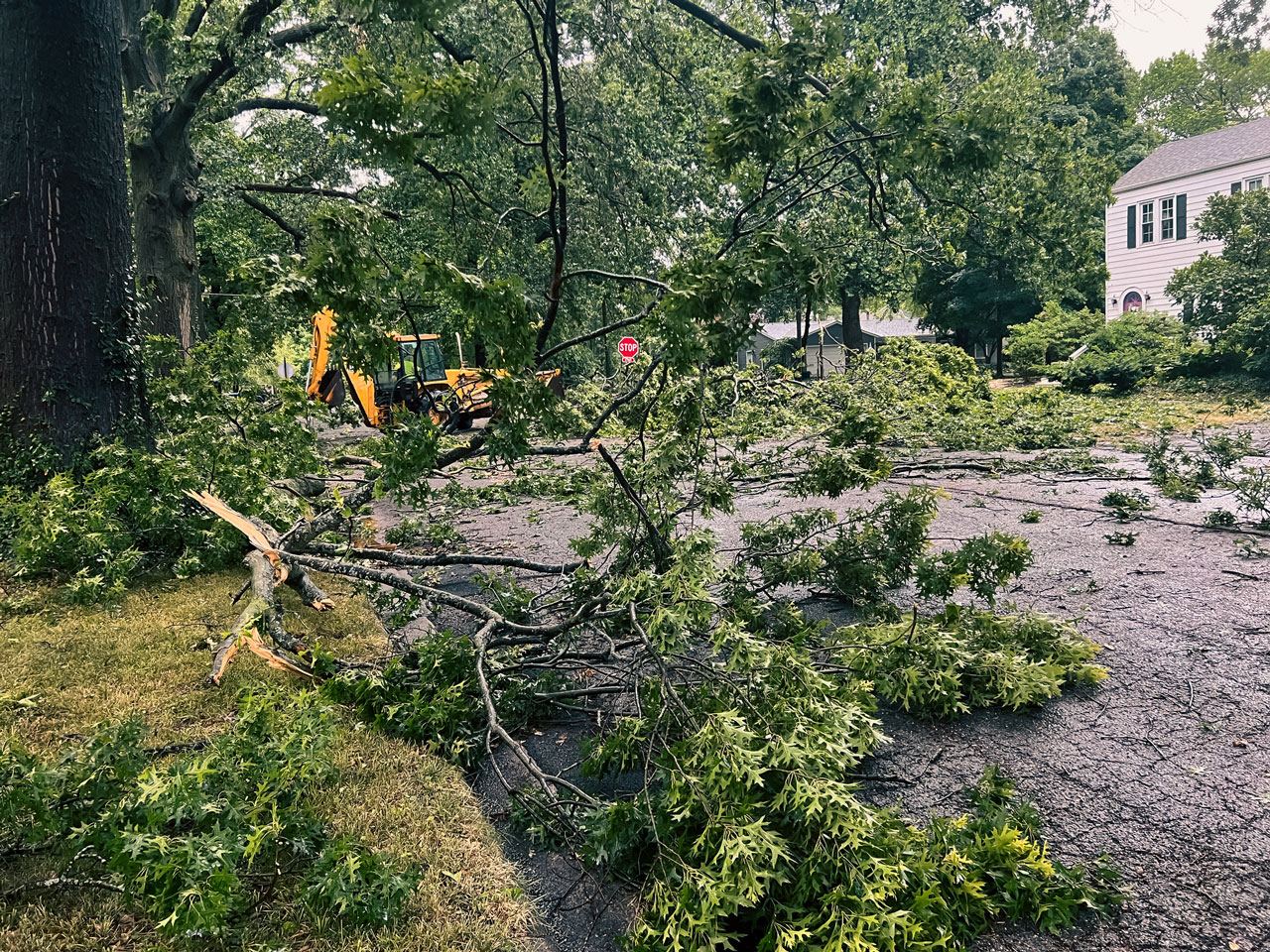 A large tree with a thick trunk has fallen across a residential street, blocking traffic. Leaves are still on the branches of the tree. Power lines are strung across the street behind the fallen tree.